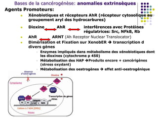 Bases de la cancérogénèse: anomalies extrinsèques
Agents Promoteurs:
 Xénobiotiques et récepteurs AhR (récepteur cytosolique au
groupement aryl des hydrocarbures)
 Dioxine AhR interférences avec Protéines
régulatrices: Src, NFkB, Rb
 AhR ARNT (Ah Receptor Nuclear Translocator)
 Dimérisation et Fixation sur XenobER  transcription d
divers gènes
 Enzymes impliqués dans métabolisme des xénobiotiques dont
les dioxines (cytochrome p 450)
 Métabolisation des HAP Produits encore + cancérigènes
(stress oxydant)
 Métabolisation des oestrogènes  effet anti-oestrogénique
 