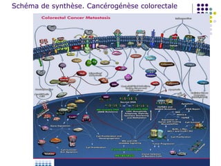 Schéma de synthèse. Cancérogénèse colorectale
 