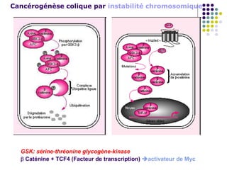 Cancérogénèse colique par instabilité chromosomique
GSK: sérine-thréonine glycogène-kinase
 Caténine + TCF4 (Facteur de transcription) activateur de Myc
 