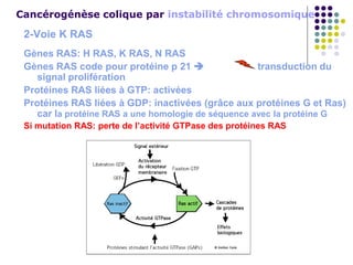 Cancérogénèse colique par instabilité chromosomique
2-Voie K RAS
Gènes RAS: H RAS, K RAS, N RAS
Gènes RAS code pour protéine p 21  transduction du
signal prolifération
Protéines RAS liées à GTP: activées
Protéines RAS liées à GDP: inactivées (grâce aux protéines G et Ras)
car la protéine RAS a une homologie de séquence avec la protéine G
Si mutation RAS: perte de l’activité GTPase des protéines RAS
 