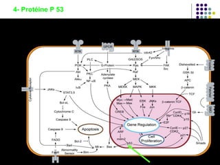 4- Protéine P 53
 