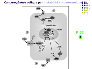 Cancérogénèse colique par instabilité chromosomique
P 53
4
 