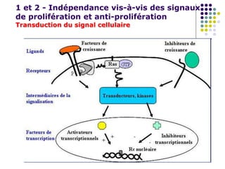 1 et 2 - Indépendance vis-à-vis des signaux
de prolifération et anti-prolifération
Transduction du signal cellulaire
 