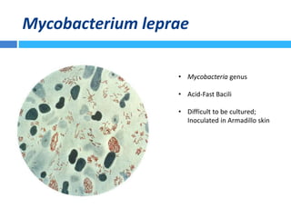 Mycobacterium leprae
• Mycobacteria genus
• Acid-Fast Bacili
• Difficult to be cultured;
Inoculated in Armadillo skin
 