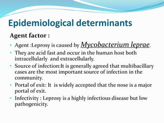 Epidemiological determinants
Agent factor :
• Agent :Leprosy is caused by Mycobacterium leprae.
• They are acid fast and occur in the human host both
intracellularly and extracellularly.
• Source of infection:It is generally agreed that multibacillary
cases are the most important source of infection in the
community.
• Portal of exit: It is widely accepted that the nose is a major
portal of exit.
• Infectivity : Leprosy is a highly infectious disease but low
pathogenicity.
 