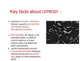 Key facts about LEPROSY -
 Leprosy is a chronic infectious
disease caused by an acid-fast,
rod-shaped bacillus,
Mycobacterium leprae.
 Not cultivable: M. leprae is not
cultivable either in artificial
culture media or in tissue
culture; (does not follow the
Koch's postulates).
 can be maintained in animal-
nine banded armadillo (Dasypus
noverncinctus) and foot pad of
mice (kept at a low temperature,
200C).
.
 