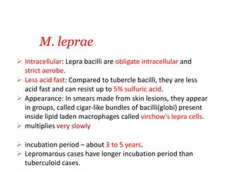 M. leprae
 Intracellular: Lepra bacilli are obligate intracellular and
strict aerobe.
 Less acid fast: Compared to tubercle bacilli, they are less
acid fast and can resist up to 5% sulfuric acid.
 Appearance: In smears made from skin lesions, they appear
in groups, called cigar-like bundles of bacilli(globi) present
inside lipid laden macrophages called virchow's lepra cells.
 multiplies very slowly
 incubation period – about 3 to 5 years.
 Lepromarous cases have longer incubation period than
tuberculoid cases.
 