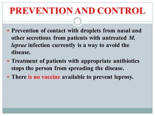PREVENTIONAND CONTROL
 Prevention of contact with droplets from nasal and
other secretions from patients with untreated M.
leprae infection currently is a way to avoid the
disease.
 Treatment of patients with appropriate antibiotics
stops the person from spreading the disease.
 There is no vaccine available to prevent leprosy.
 
