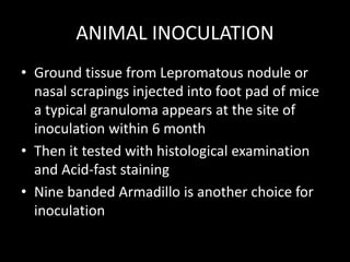 ANIMAL INOCULATION
• Ground tissue from Lepromatous nodule or
nasal scrapings injected into foot pad of mice
a typical granuloma appears at the site of
inoculation within 6 month
• Then it tested with histological examination
and Acid-fast staining
• Nine banded Armadillo is another choice for
inoculation
 