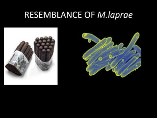 RESEMBLANCE OF M.laprae
 
