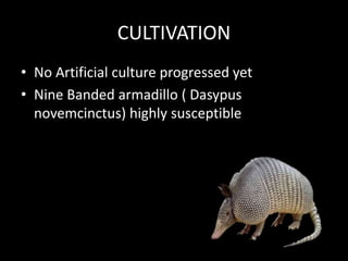 CULTIVATION
• No Artificial culture progressed yet
• Nine Banded armadillo ( Dasypus
novemcinctus) highly susceptible
 