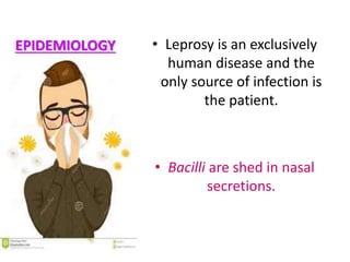 EPIDEMIOLOGY • Leprosy is an exclusively
human disease and the
only source of infection is
the patient.
• Bacilli are shed in nasal
secretions.
 