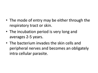 • The mode of entry may be either through the
respiratory tract or skin.
• The incubation period is very long and
averages 2-5 years.
• The bacterium invades the skin cells and
peripheral nerves and becomes an obligately
intra cellular parasite.
 