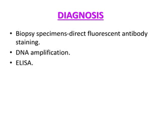 DIAGNOSIS
• Biopsy specimens-direct fluorescent antibody
staining.
• DNA amplification.
• ELISA.
 
