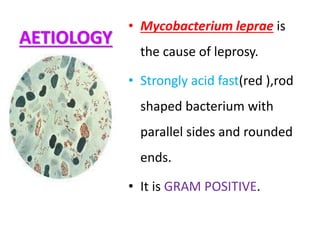 AETIOLOGY
• Mycobacterium leprae is
the cause of leprosy.
• Strongly acid fast(red ),rod
shaped bacterium with
parallel sides and rounded
ends.
• It is GRAM POSITIVE.
 