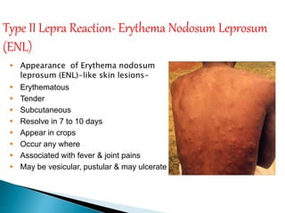 Type II Lepra Reaction- Erythema Nodosum Leprosum
(ENL)
 Appearance of Erythema nodosum
leprosum (ENL)-like skin lesions-
 Erythematous
 Tender
 Subcutaneous
 Resolve in 7 to 10 days
 Appear in crops
 Occur any where
 Associated with fever & joint pains
 May be vesicular, pustular & may ulcerate
 