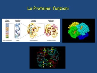 Le Proteine: funzioni
 
