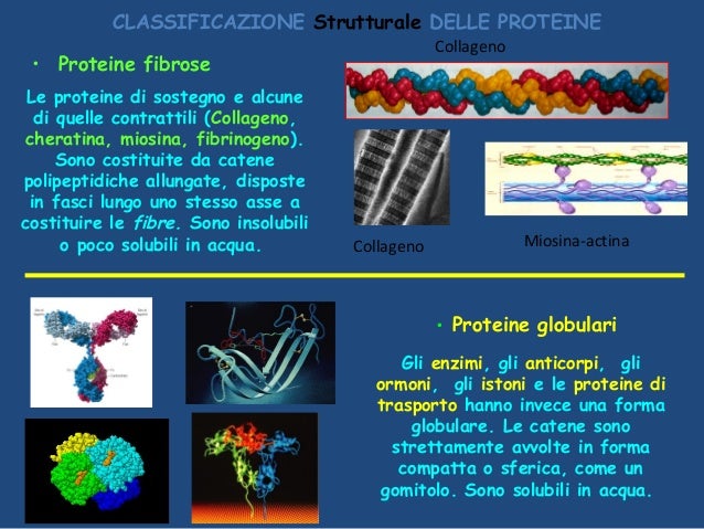 Risultati immagini per classificazione delle proteine