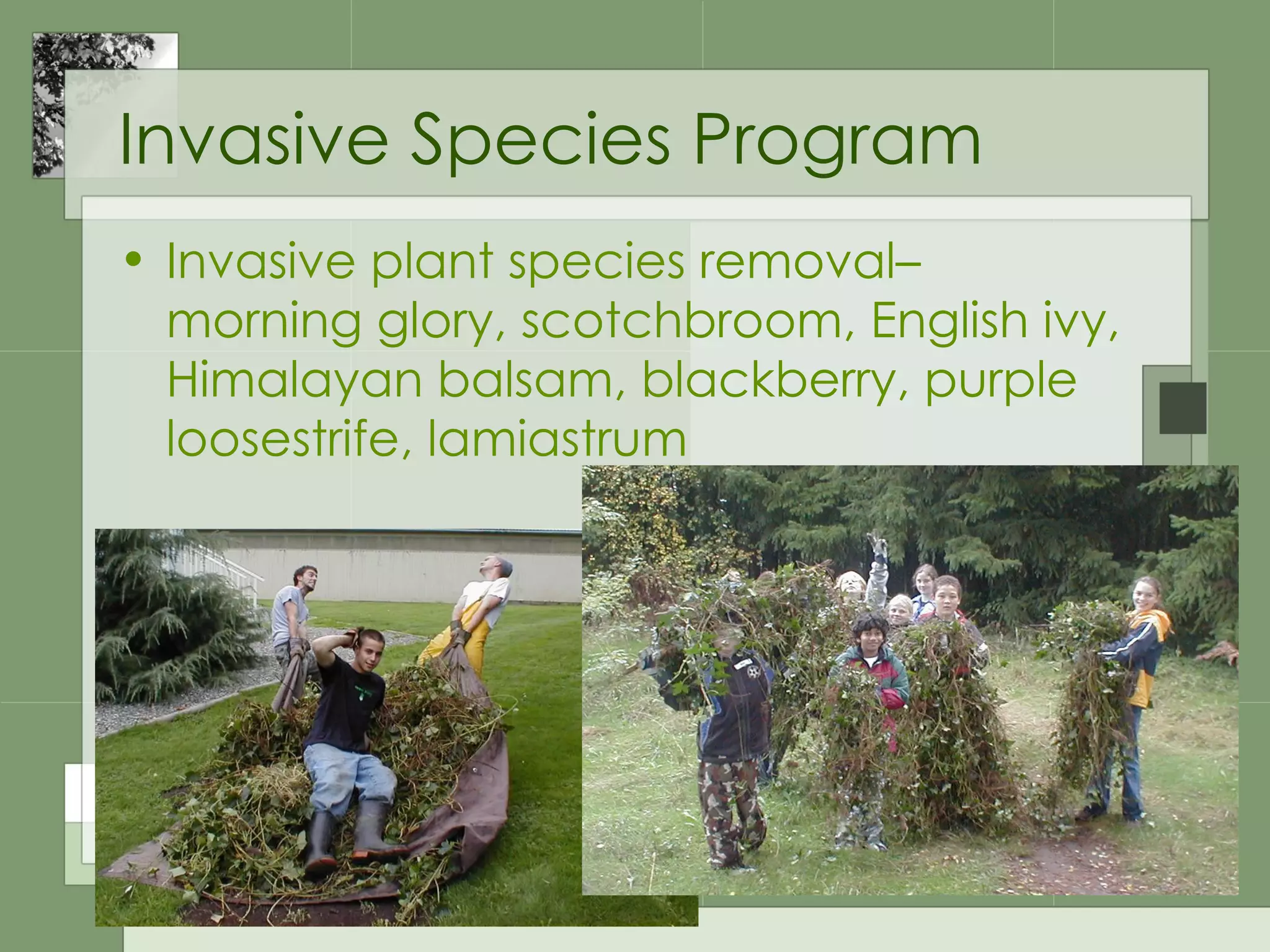 Invasive Species Program Invasive plant species removal– morning glory, scotchbroom, English ivy, Himalayan balsam, blackberry, purple loosestrife, lamiastrum 