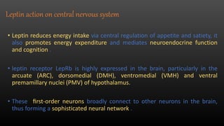Leptin | PPTX