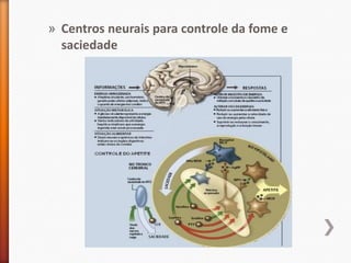 Centros neurais para controle da fome e saciedade