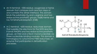  An N-terminal, ~500-residue, oxygenase or heme 
domain that catalyzes both reaction steps of 
and contains the dimer interface. This domain 
binds the substrates O2 and L-arginine and two 
redox-active prosthetic groups, Fe(III)-heme and 
5,6,7,8 tetrahydrobiopterin (H4B) 
 A C-terminal, ~600-residue, reductase domain 
that supplies the electrons for the NOS reaction. 
It binds NADPH and two redox-active prosthetic 
groups, an FAD and a flavin mononucleotide via 
three nucleotide binding modules. This domain is 
homologous to cytochrome P450 reductase, an 
enzyme that participates in detoxification 
processes. 
 