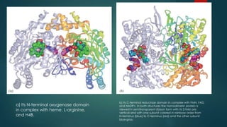 a) Its N-terminal oxygenase domain 
in complex with heme, L-arginine, 
and H4B. 
b) Its C-terminal reductase domain in complex with FMN, FAD, 
and NADP+. In both structures the homodimeric protein is 
viewed in semitransparent ribbon form with its 2-fold axis 
vertical and with one subunit colored in rainbow order from 
N-terminus (blue) to C-terminus (red) and the other subunit 
blue-gray. 
 