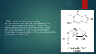 cGMP causes smooth muscle relaxation 
through its stimulation of protein phosphorylation by 
cGMP-dependent protein kinase. NO reacts with GC’s 
heme prosthetic group to yield nitroso-heme, whose 
presence increases GC’s activity by up to 200-fold, 
presumably via a conformation change resembling that in 
hemoglobin on binding O2 
 