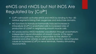 eNOS and nNOS but Not iNOS Are 
Regulated by [Ca2+] 
 Ca2+–calmodulin activates eNOS and nNOS by binding to the ~30- 
residue segments linking their oxygenase and reductase domains. 
 NO functions to transduce hormonally induced increases in 
intracellular [Ca2+] in endothelial cells to increased rates of 
production of cGMP in neighboring smooth muscle cells. 
 NO produced by nNOS mediates vasodilation through endothelium-independent 
neural stimulation of smooth muscle. In this signal 
transduction pathway, which is responsible for the dilation of 
cerebral and other arteries as well as penile erection, nerve impulses 
cause an increased [Ca2+] in nerve terminals, thereby stimulating 
neuronal NOS. 
 