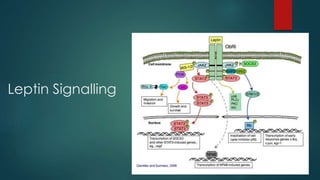 Leptin Signalling 
 