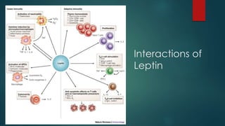 Interactions of 
Leptin 
 