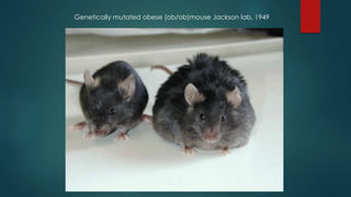 Genetically mutated obese (ob/ob)mouse Jackson lab, 1949 
 
