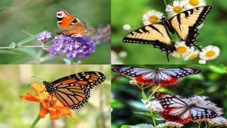 LEPTIRI SPADAJU U
NAJNEVJEROJATNIJA I
NAJRAZNOLIKIJA STVORENJA NA
ZEMLJI.
Leptir ( latinski naziv Lepidoptera) je red inse...