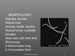  MORPHOLOGY: 
Delicate, flexible 
Helical rods 
Actively motile. aerobic 
Hooked ends- umbrella 
handles 
Seen best with ...