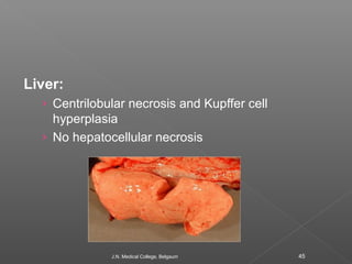 Liver: 
› Centrilobular necrosis and Kupffer cell 
hyperplasia 
› No hepatocellular necrosis 
J.N. Medical College, Belgau...