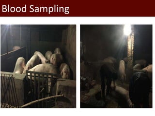 Epidemiological investigations of leptospirosis in pigs in Vietnam