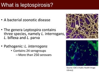 Epidemiological investigations of leptospirosis in pigs in Vietnam