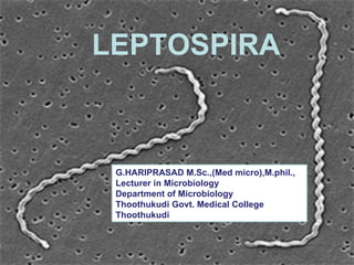 Leptospira  G.HARIPRASAD M.Sc.,(Med micro),M.phil., Lecturer in Microbiology  Department of Microbiology  Thoothukudi Govt. Medical College  Thoothukudi LEPTOSPIRA 