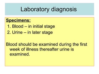 Laboratory diagnosis  Specimens: 1. Blood – in initial stage  2. Urine – in later stage  Blood should be examined during the first week of illness thereafter urine is examined.  