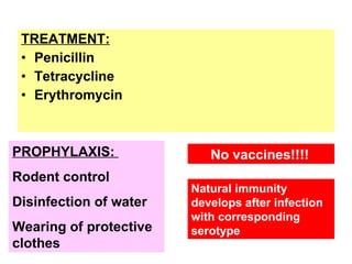 TREATMENT: Penicillin  Tetracycline Erythromycin PROPHYLAXIS:  Rodent control  Disinfection of water  Wearing of protective clothes  No vaccines!!!!   Natural immunity develops after infection with corresponding serotype 