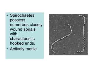 Spirochaetes possess numerous closely wound spirals with characteristic hooked ends. Actively motile   