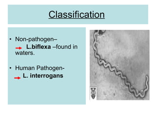 Leptospira PPT