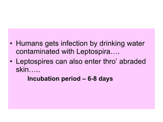 Humans gets infection by drinking water contaminated with Leptospira…. Leptospires can also enter thro’ abraded skin…..  Incubation period – 6-8 days  