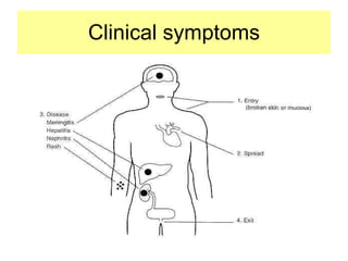 Clinical symptoms 