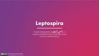 Leptospira
Causes leptospirosis (എലിപ്പനി), a
usually mild febrile illness that may result
in liver or kidney failure.
Attribution-NonCommercial-ShareAlike
4.0 International (CC BY-NC-SA 4.0)
 