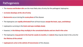 Pathogenesis
• The mucosa and broken skin are the most likely sites of entry for the pathogenic leptospires
• no lesion develops at the site of entry
• Bacteremia occurs during the acute phase of the disease
• The leptospires are rapidly eliminated from all host tissues except the brain, eyes, and kidneys
• Leptospires surviving in the brain and eyes multiply slowly
• however, in the kidneys they multiply in the convoluted tubules and are shed in the urine
• The leptospires may persist in the host for weeks to months; in rodents they may be shed in the urine for
the lifetime of the animal
• Leptospiruric urine is the vehicle of transmission of this disease.
 