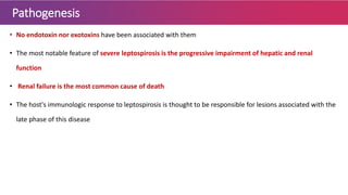 Pathogenesis
• No endotoxin nor exotoxins have been associated with them
• The most notable feature of severe leptospirosis is the progressive impairment of hepatic and renal
function
• Renal failure is the most common cause of death
• The host's immunologic response to leptospirosis is thought to be responsible for lesions associated with the
late phase of this disease
 