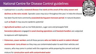 National Centre for Disease Control guidelines
• Leptospirosis is usually a seasonal disease that starts at the onset of the rainy season and
declines as the rains recede. Sporadic cases may occur throughout the year. In India the disease
has been found more commonly associated during post-monsoon period. In natural disasters
such as foods it may assume epidemic potential
• Agricultural workers such as rice field planters, sugar cane and pineapple field
harvesters,labourers engaged in canal cleaning operations and livestock handlers are subjected
to exposure with leptospires.
• Fishermen, sewer workers and all those persons who are liable to work in rodent infested
environment. Lorry drivers as they may use contaminated water to wash their vehicles and
masons, who may come in contact with the organisms while preparing the cement and sand
mixture for construction work with contaminated water
 
