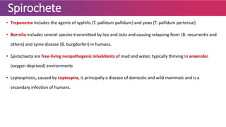 Spirochete
• Treponema includes the agents of syphilis (T. pallidum pallidum) and yaws (T. pallidum pertenue)
• Borrelia includes several species transmitted by lice and ticks and causing relapsing fever (B. recurrentis and
others) and Lyme disease (B. burgdorferi) in humans.
• Spirochaeta are free-living nonpathogenic inhabitants of mud and water, typically thriving in anaerobic
(oxygen-deprived) environments
• Leptospirosis, caused by Leptospira, is principally a disease of domestic and wild mammals and is a
secondary infection of humans.
 