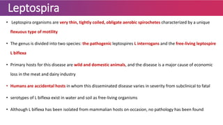 Leptospira
• Leptospira organisms are very thin, tightly coiled, obligate aerobic spirochetes characterized by a unique
flexuous type of motility
• The genus is divided into two species: the pathogenic leptospires L interrogans and the free-living leptospire
L biflexa
• Primary hosts for this disease are wild and domestic animals, and the disease is a major cause of economic
loss in the meat and dairy industry
• Humans are accidental hosts in whom this disseminated disease varies in severity from subclinical to fatal
• serotypes of L biflexa exist in water and soil as free-living organisms
• Although L biflexa has been isolated from mammalian hosts on occasion, no pathology has been found
 